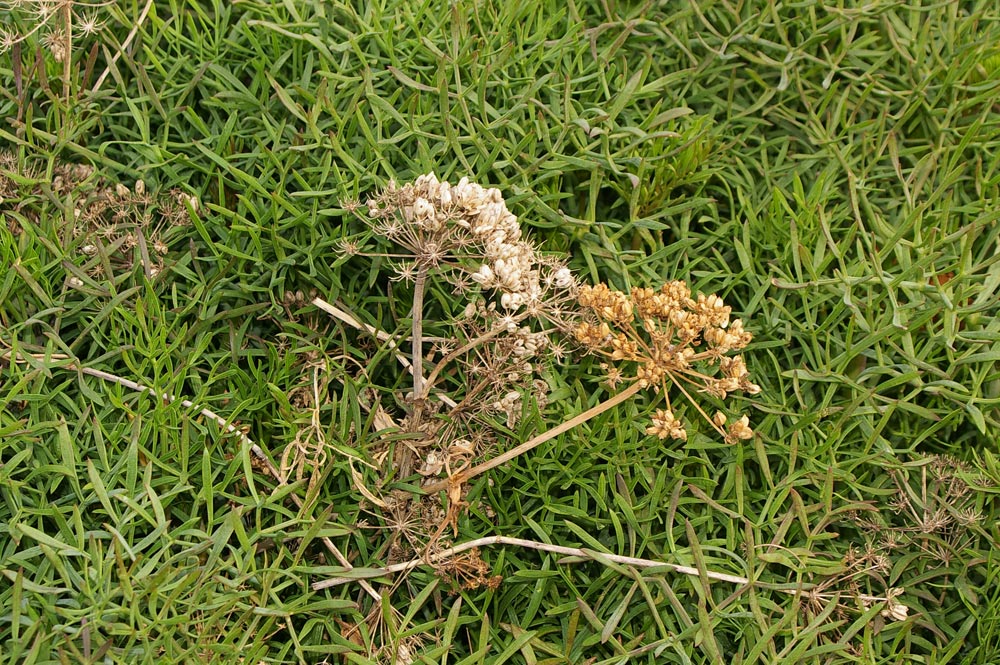 Crithmum maritimum / Finocchio marino